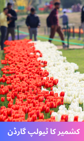 Tulip Garden of Kashmir